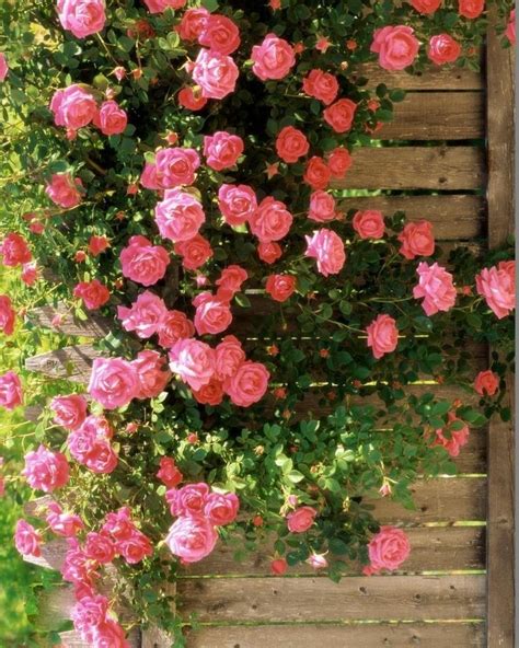 10 tipos de flores trepadeiras lindas para seu pergolado – Artofit
