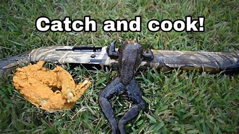 Bullfrog Catch And Cook Youtube