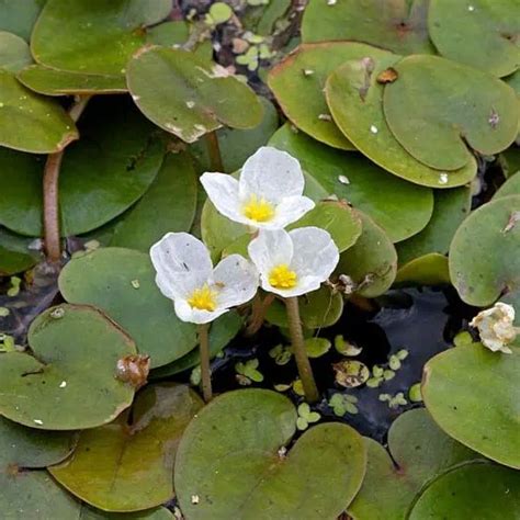 Frogbit Facts Care Planting Guide Hydrocharis Morsus Ranae Pond