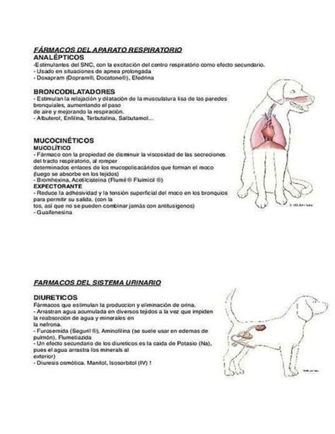 F Rmacos Del Sistema Respiratorio Y Urinario Canino Fraii Udocz