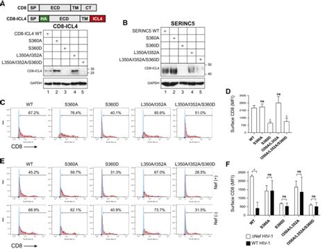 Hiv Nef Interacts With The Cyclin K Cdk Complex To Antagonize