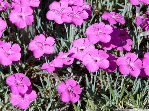 Dianthus Gratianopolitanus Bab Lom Hvozd K Siv