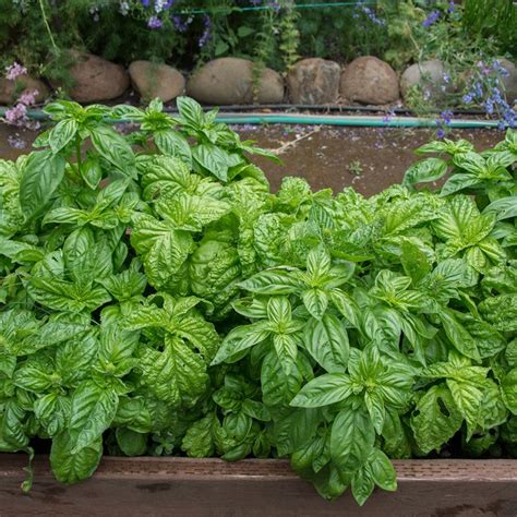 Your Guide to All the Different Types of Basil | Taste of Home