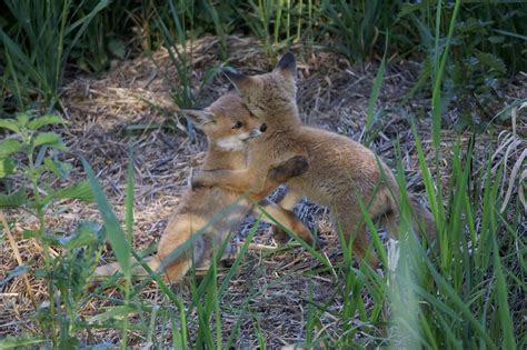 Raposas Animais Selvagens Foto Gratuita No Pixabay Pixabay