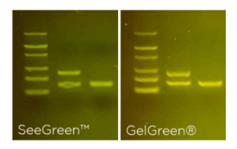 Comparing Seegreen And Gelgreen Dna Stains For Gel Electrophoresis