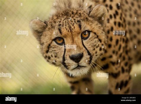 cheetah species jubatusgenus acinonyxfamily felidaeorder