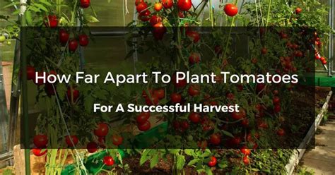 Ways How Far Apart To Plant Tomatoes For A Successful Harvest