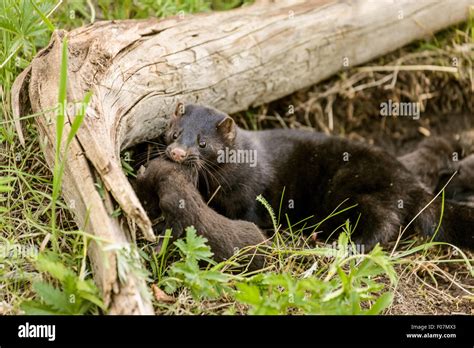 Newborn American Mink