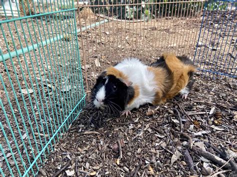 Can Guinea Pigs Jump Guinea Pig Hq