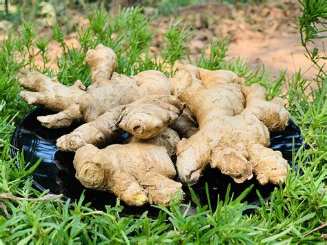 Ginger - Benefits, Uses of Ginger | Home Remedies
