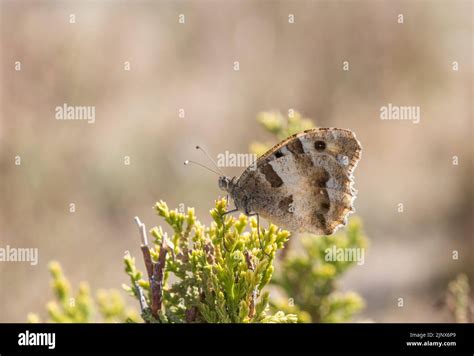 Foraging Hermit Chazara Briseis A Satyrid Butterfly Stock Photo Alamy