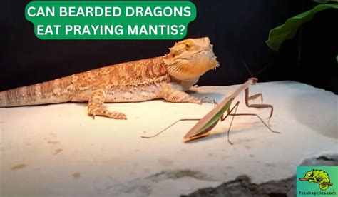 Can Bearded Dragons Eat Praying Mantis: To Feed Or Not To Feed?