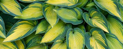 Hosta Ground Cover - Hopes Grove Nurseries