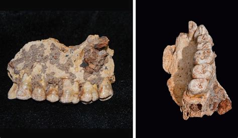 Israeli archaeologists find oldest human remains out of Africa, from ...