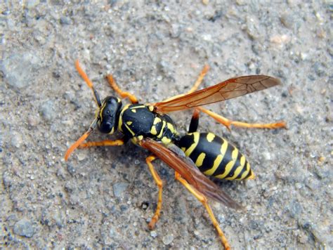 Wasp Hornet Or Yellow Jacket | Hot Sex Picture