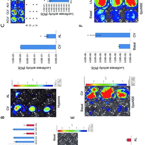 The Combination Of GSK3 And HDAC Inhibitors Increases The Gene