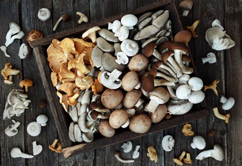 TasteGreatFoodie - Different Types of Mushrooms - Tips and Tricks