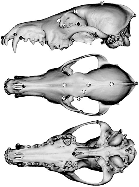 Landmarks Used For Geometric Morphometric Analyses Of Skull And Frontal