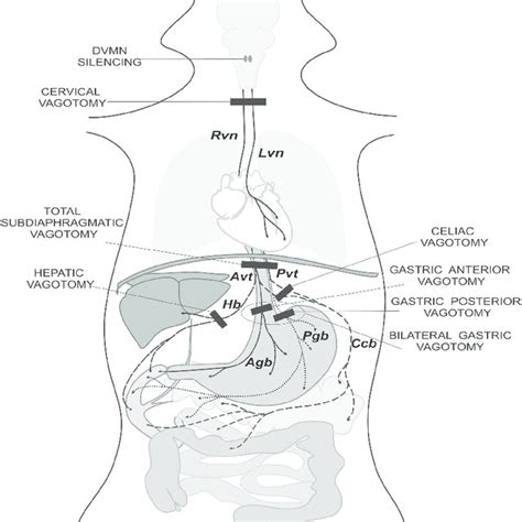 Cardioprotection Established By Remote Ischaemic Preconditioning Rpc