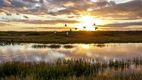 Humedales qué son características biodiversidad e importancia