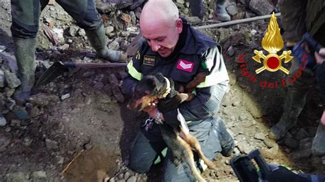 Lomazzo Salvati Due Cani Finiti Nella Tana Di Una Volpe