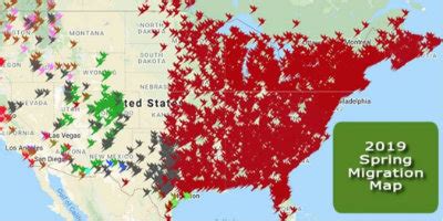 Hummingbird Spring Migration Map Hummingbird Sightings