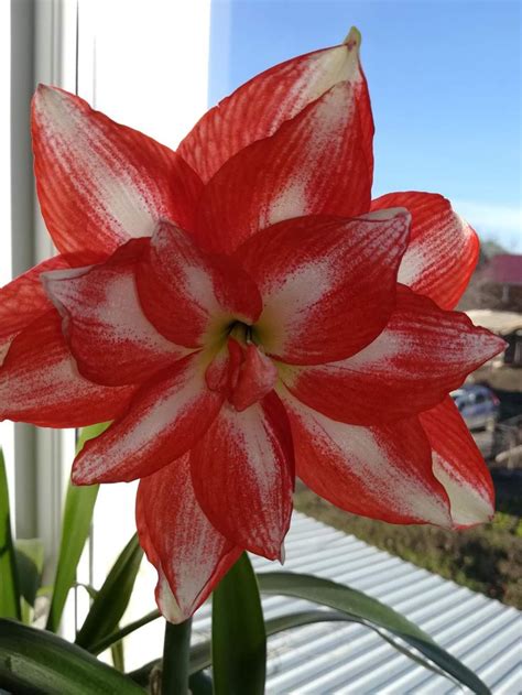 Juana S Nchez Flores Hermosas