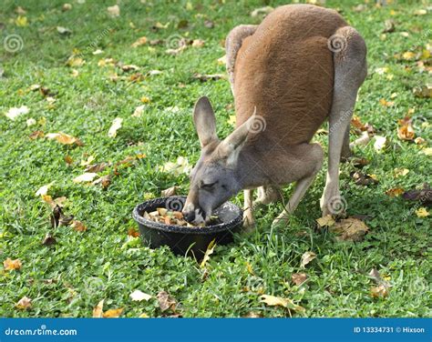 Kangaroo Eating Grass Royalty-Free Stock Photography | CartoonDealer.com #28151627