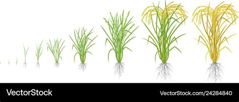 Growth Stages Of Rice Plant Rice Increase Phases Vector Image