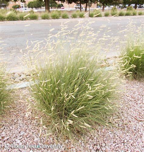 Blue Grama Plant