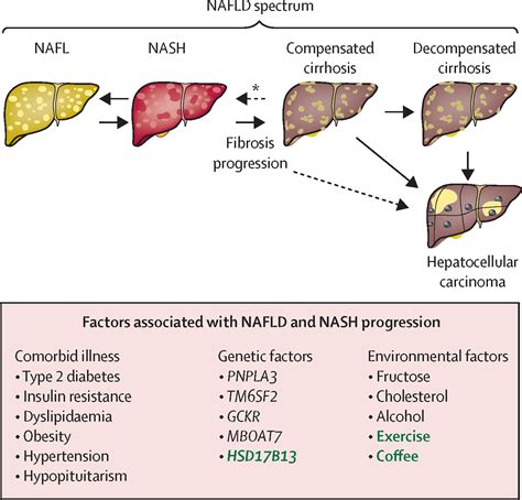 Non Alcoholic Fatty Liver Disease The Lancet