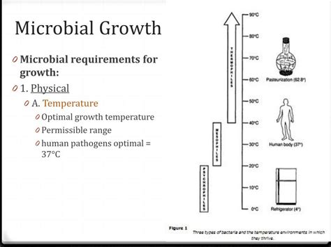 Ppt Microbial Growth And The Control Of Microbial Growth Powerpoint