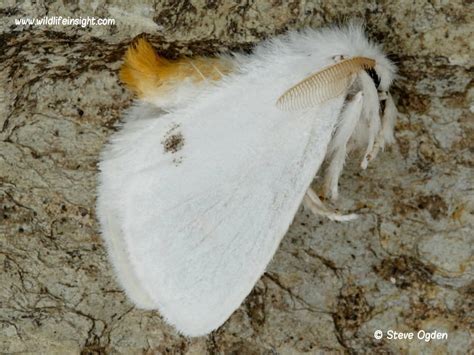 Yellow Tail Moth And Caterpillar Euproctis Similis