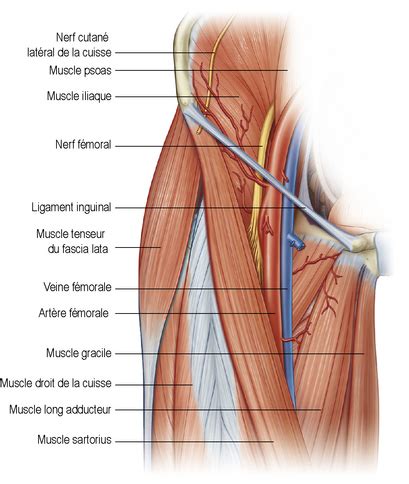 Nerf Cutané Fémoral Postérieur