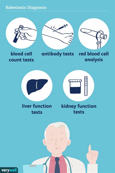 Babesiosis Symptoms Causes Diagnosis And Treatment