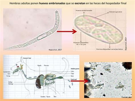 Spirocerca Lupi Ciclo Vida 1 PPT