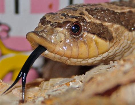 Western Hognose Snakes Deserve an Oscar. Move Over Anne Hathaway ...