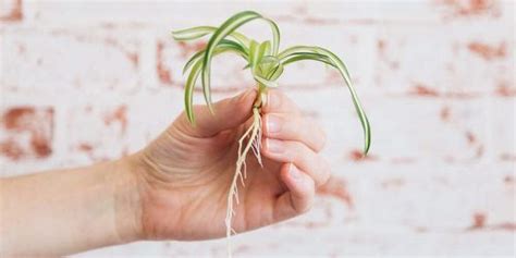 Comment Cultiver Des Plantes Araign Es Fa Ons Diff Rentes De