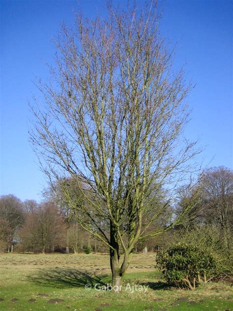 Prunus Okame Plantentuin Esveld