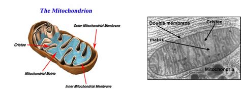 Mitochondria And Chloroplasts Biology 12 Plo