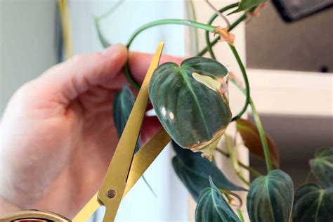 How To Prune Philodendron Houseplants Gardeners Path