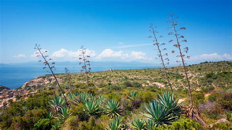 Agave entretien floraison comment la protéger du gel