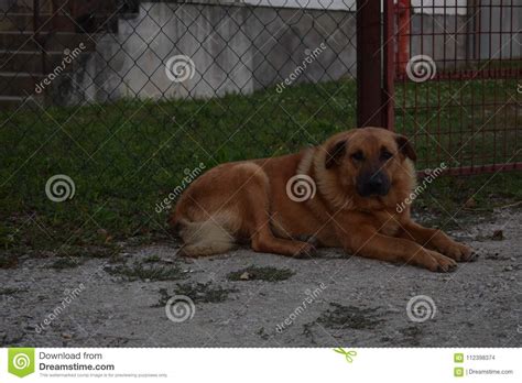 Doggie32 Stock Photo Image Of Doglovely Animal Dreamstime 112398374