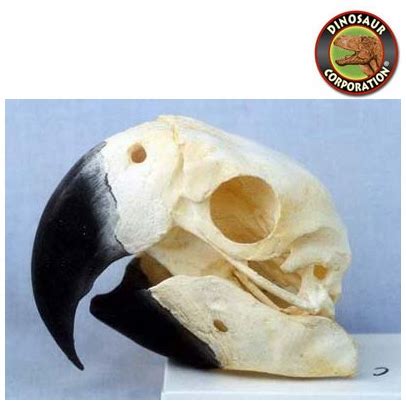 Scarlet Macaw Skull | Dinosaur Corporation