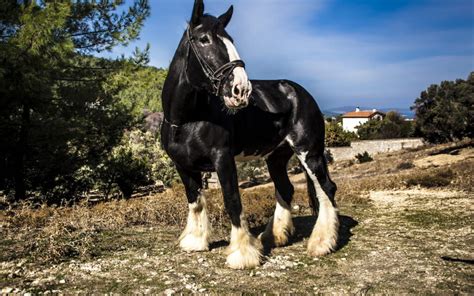 Shire Horse: Breed Profile for the World's Largest Horse - Helpful ...