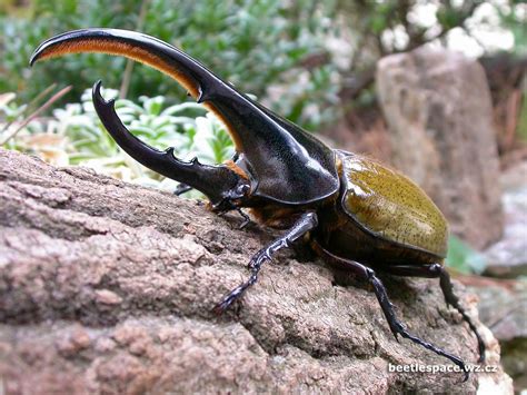 Largest Rhinoceros Beetle