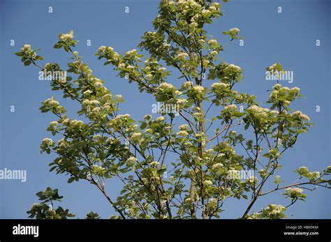 Echte Mehlbee Fotograf As E Im Genes De Alta Resoluci N Alamy