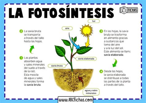 Proceso De La Fotosintesis ABC Fichas