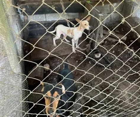 Polícia Civil resgata cães e gansos durante operação contra maus tratos