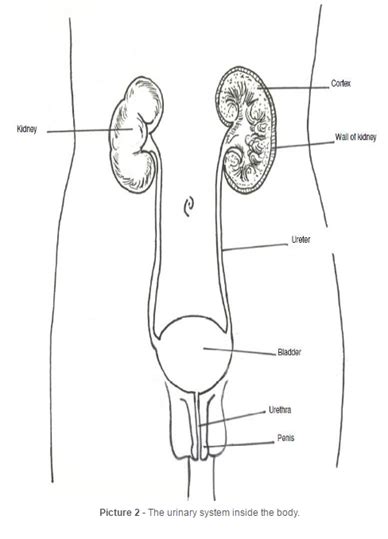 Male Urinary System Diagram